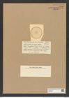 Actinocyclus pruinosus Castr. (de-Toni-Nr.: Genus 195, Species 4774) Zeichnungen Sammlung Grunow Nr. 8408 (NHMW-BOT-W0377848)